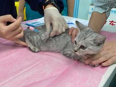 -北京观赏动物医院·24小时大型综合·猫专科·异宠专科
