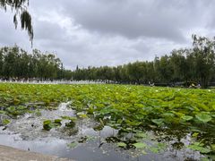 -莱西月湖公园