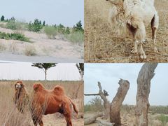 -亿利库布其七星湖沙漠生态旅游区