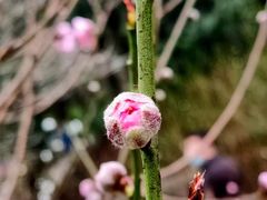 -桃花涧