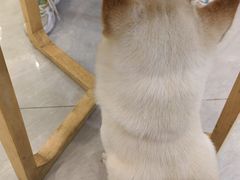 -柴犬小屋·柴餐厅·狗咖食堂(金鼎广场店)