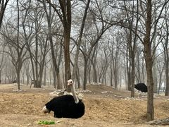 -北京野生动物园