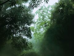 -川西竹海景区
