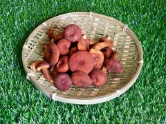 -山人野生菌餐厅