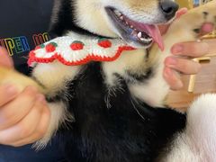-豆柴町-柴犬主题狗咖(红鼎国际C座店)