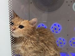 -瑞派康怡24h宠物医院·犬猫医疗中心·微创绝育(瑞景分院)