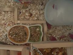 -钓仓鼠(洋桥北里小区店)