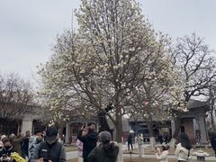 -护国法轮寺