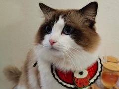 -喵喵咪呀布偶猫咖(春熙路店)