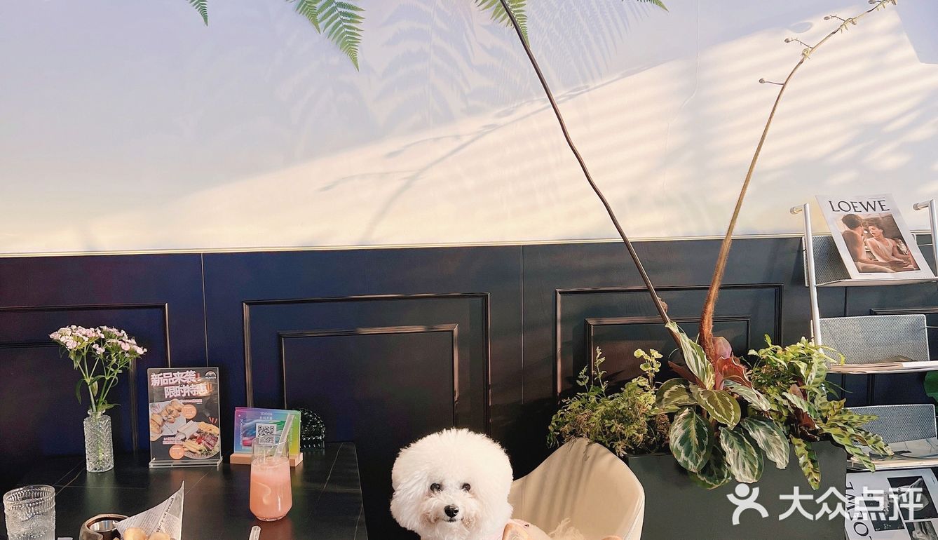 东莞宠物友好店|带着狗狗在森林里下午茶