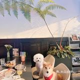 东莞宠物友好店|带着狗狗在森林里下午茶