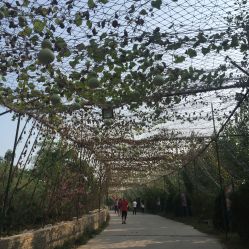 -窦王岭景区游乐场