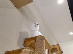 -藏猫猫咖啡主题馆(中央大道店)