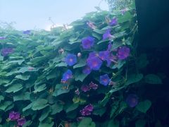 -丫口花园餐厅·融合菜