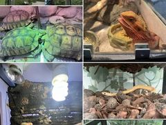 -南宫五洲植物乐园