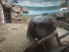 河马犇犇20201115-北京动物园
