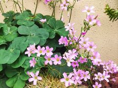 -villaa·别墅·融合菜西餐厅