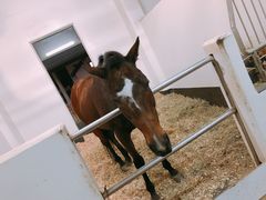 -香港赛马会双鱼河会所