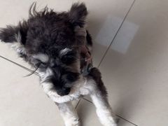 -艾贝尔宠物医院 ·内科全科(梁溪路店)