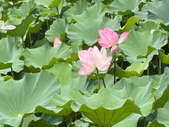 -金鸡湖桃花岛