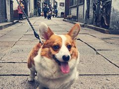 -嘉兴月河历史街区