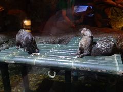 -暹罗海洋世界