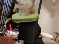 -逗柴咖啡屋·狗咖猫咖宠物桌游