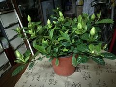 -龙大花卉苗木市场