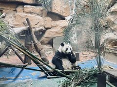 -成都动物园