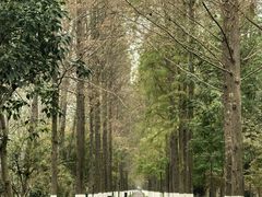 -合肥滨湖国家森林公园