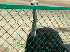 -新疆天山野生动物园