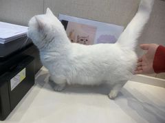 -芭比堂动物医院·犬猫全科·异宠专科(雁塔分院)