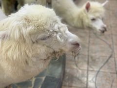 -上海大自然野生昆虫馆(东方明珠·爬宠昆虫探索中心)