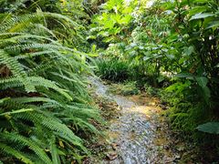 -深圳仙湖植物园