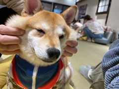 -逗柴咖啡屋·狗咖猫咖宠物桌游