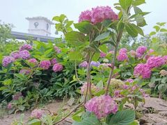 -金银湖国家城市湿地公园