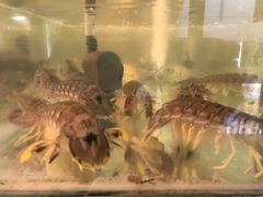 -泰华海鲜中餐厅(普吉镇店)