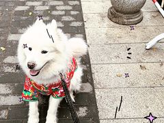 -BABIT巴比特宠物(MOMOPARK店)