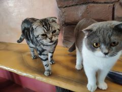 -猫猫幼稚园·撸猫·桌游·电玩