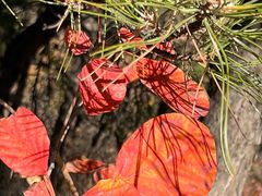 -北京西山国家森林公园