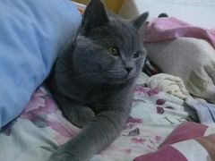 -纳吉亚猫专科动物医院博雅分院