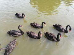 -广州长隆飞鸟乐园