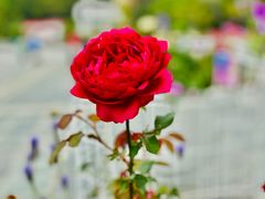 -深圳国际园林花卉博览园