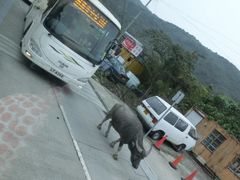 iphone_upload_pic-梅窝