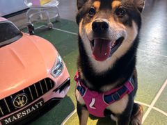 -百好乐宠物友好餐厅(朝外大街店)