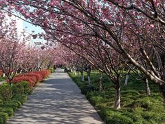 -高东镇樱花园