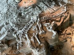 -自贡恐龙博物馆