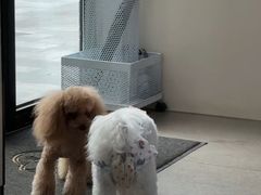 -凯瑞希宠物医院·狂犬免疫·微创·皮肤科