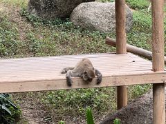 -广州长隆野生动物世界