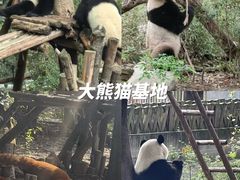 -成都大熊猫繁育研究基地